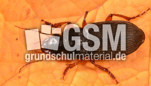 Behaarter Erdbeersamenlaufkäfer (2).jpg